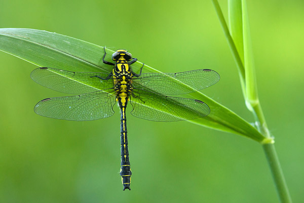 Mannetje Beekrombout (Gomphus vulgatissimus) 