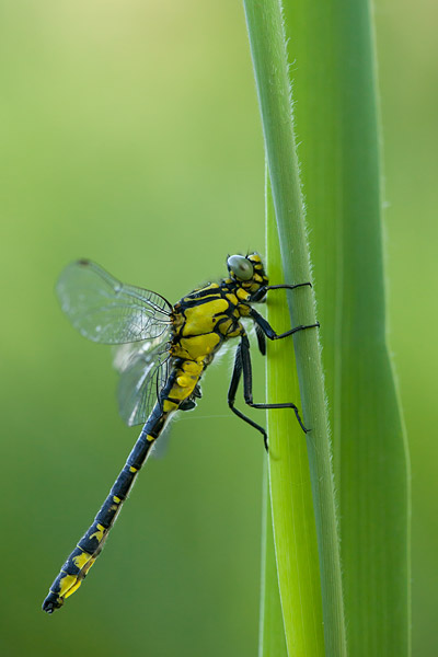 Mannetje Beekrombout (Gomphus vulgatissimus) 