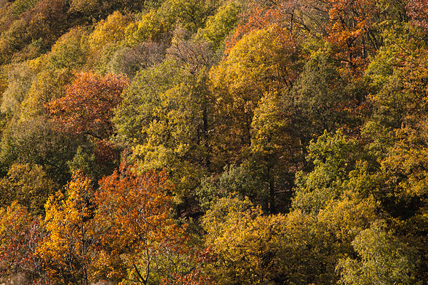 Herfstkleuren in de Belgische Ardennen