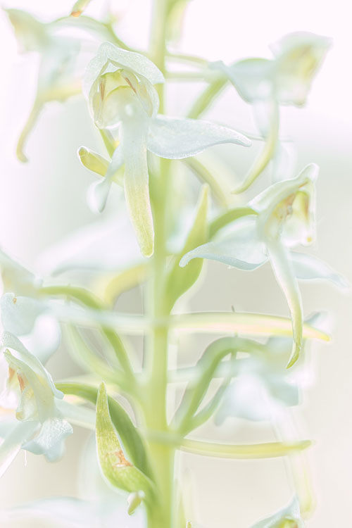 Bergnachtorchis (Platanthera chlorantha)