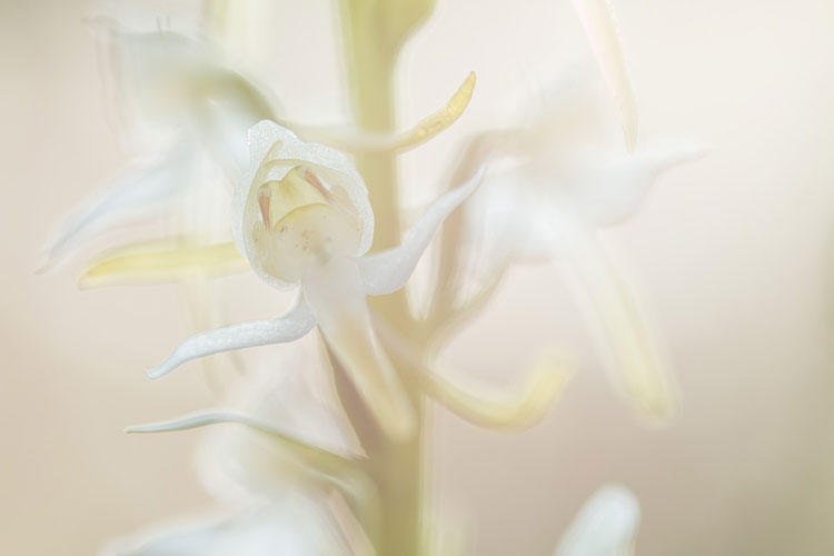 Close-up van een Bergnachtorchis (Platanthera chlorantha) 