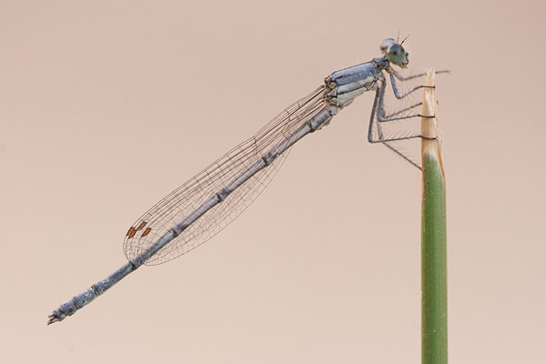 Berijpte breedscheenjuffer (Platycnemis kervillei) 