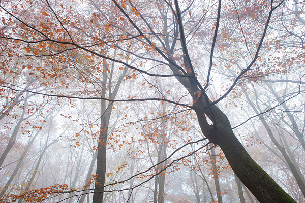 Beukenboom in herfsttooi