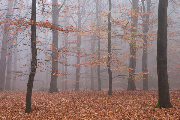 Beukenbos in de herfst