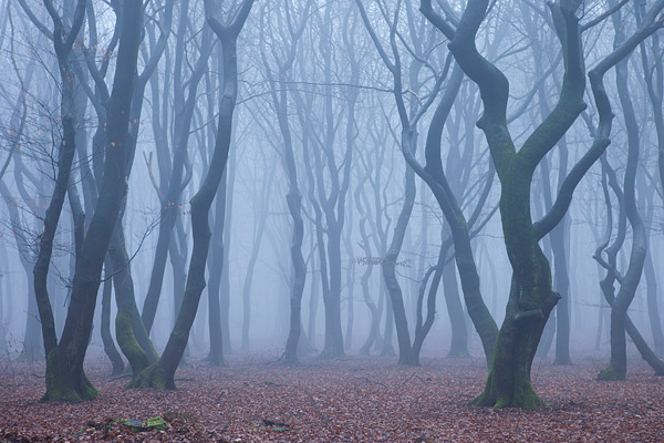 Beukenbos in de mist