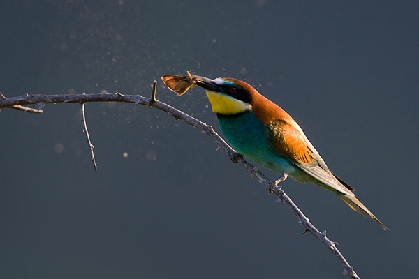 Bijeneter (Merops apiaster) maakt prooi schoon