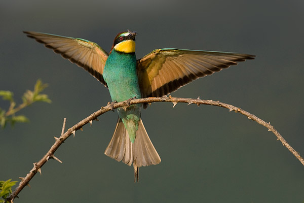 Bijeneter (Merops apiaster) land met prooi