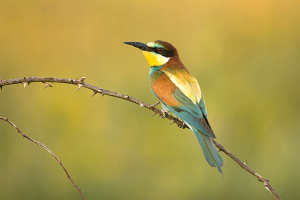 Bijeneter (Merops apiaster) net na zonsondergang