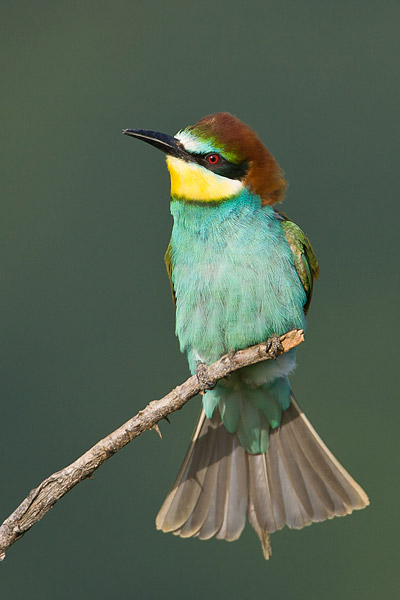 Bijeneter (Merops apiaster) 