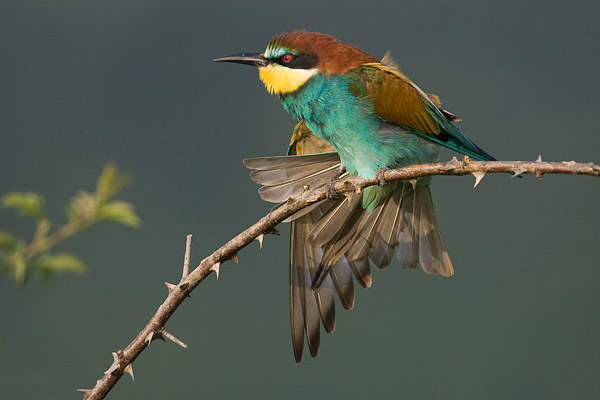 Bijeneter (Merops apiaster) strekt zich uit