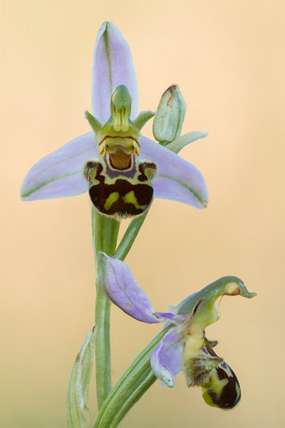 Bijenorchis (Ophrys apifera)