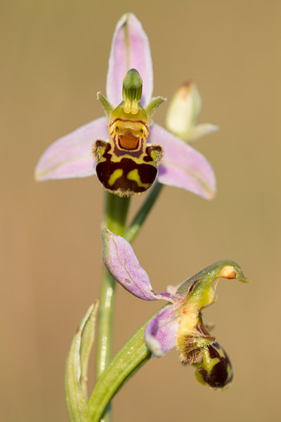 Bijenorchis (Ophrys apifera) 