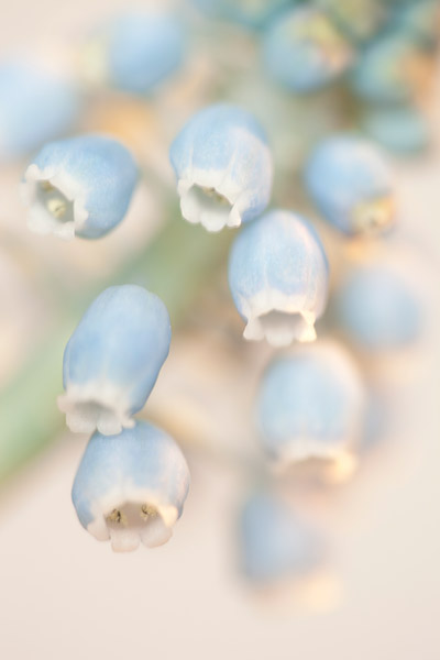 Abstracte close-up van een blauw druifje