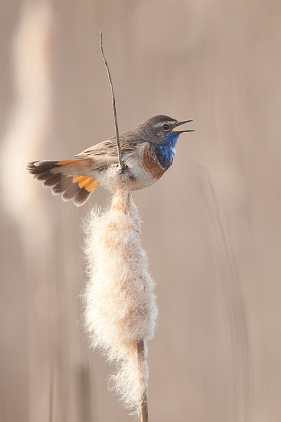 Blauwborst (Luscinia svecica) 