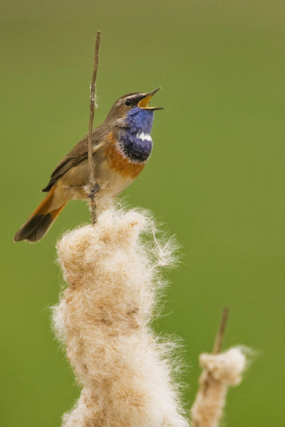 Zingende Blauwborst (Luscinia svecica) man