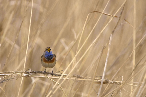 Blauwborst zingt in het riet