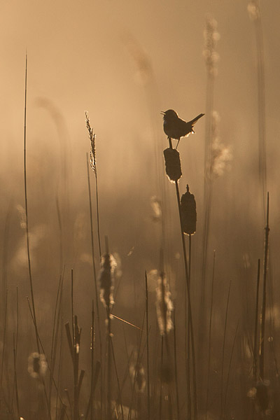 Blauwborst (Luscinia svecica) man in het riet