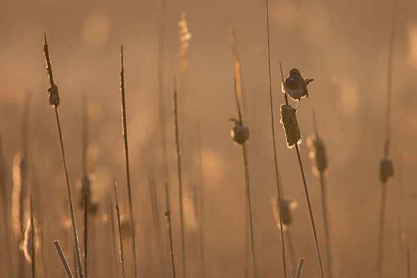 Blauwborst (Luscinia svecica) in tegenlicht