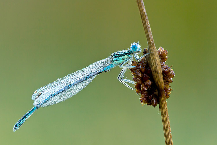 Blauwe breedscheenjuffer (Platycnemis pennipes) 