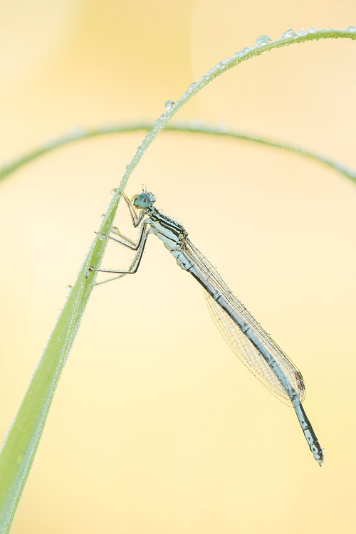 Vrouwtje Blauwe breedscheenjuffer (Platycnemis pennipes) 