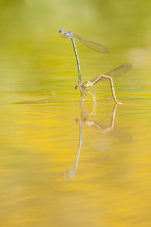 Ei-afzet bij de Blauwe breedscheenjuffer (Platycnemis pennipes) in tandem