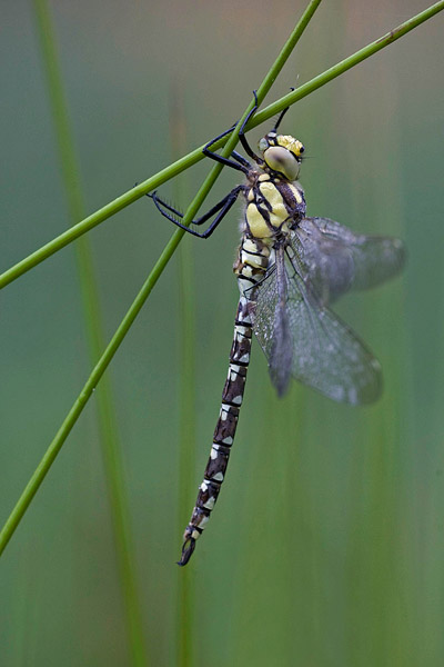 Blauwe glazenmaker (Aeshna cyanea) 