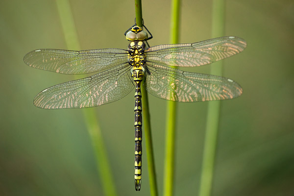 Uitsluipende blauwe glazenmaker (Aeshna cyanea)