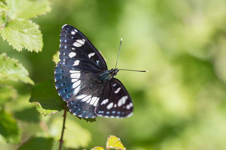 Blauwe ijsvogelvlinder (Limenitis reducta) - bovenkant