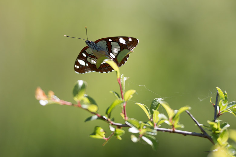 Blauwe ijsvogelvlinder (Limenitis reducta) - onderkant