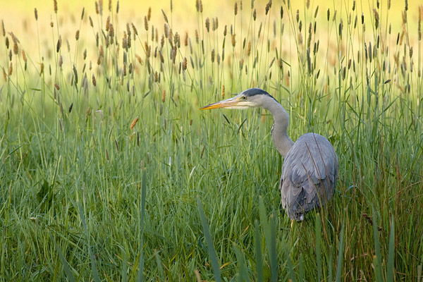 Blauwe reiger (Ardea cinerea) 