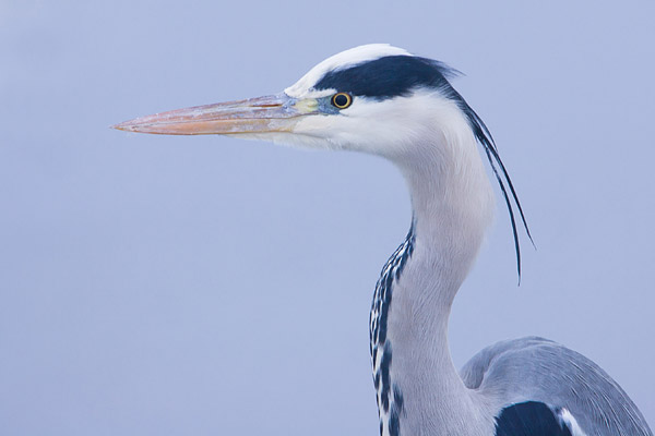 Blauwe reiger (Ardea cinerea) portret