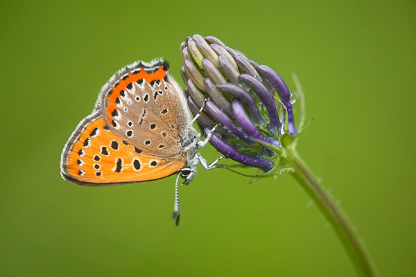 Blauwe vuurvlinder (Lycaena helle) 