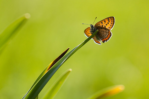 Blauwe vuurvlinder (Lycaena helle) 