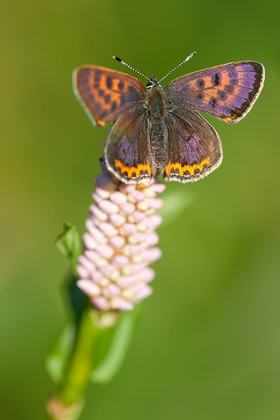 De prachtige glans op de blauwe vuurvlinder (Lycaene helle)