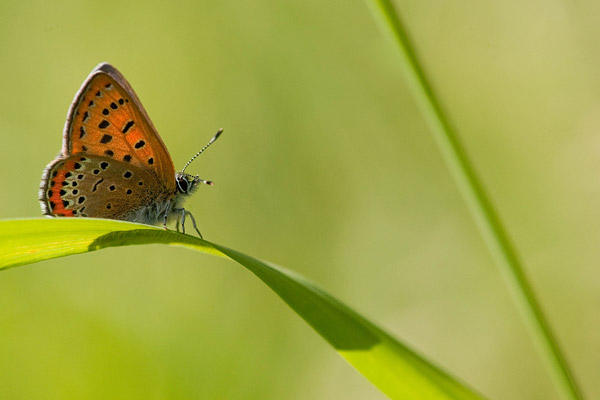 De mooie onderzijde van de blauwe vuurvlinder  (Lycaena helle)