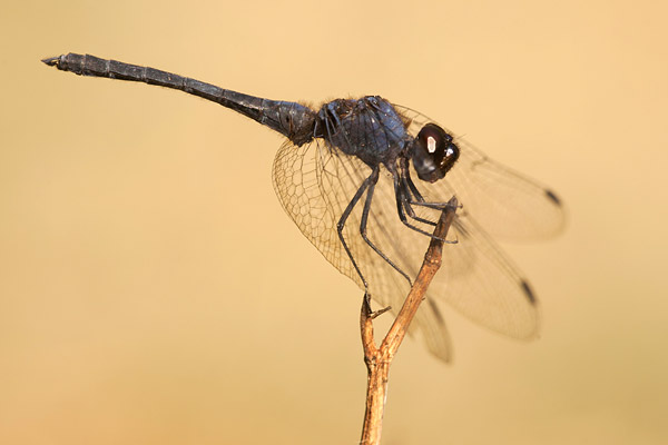 Blauwe zonnewijzer (Trithemis festiva)