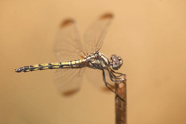 Blauwe zonnewijzer (Trithemis festiva) vrouw