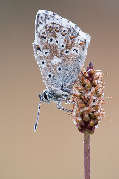 Bleek blauwtje (Polyommatus coridon)