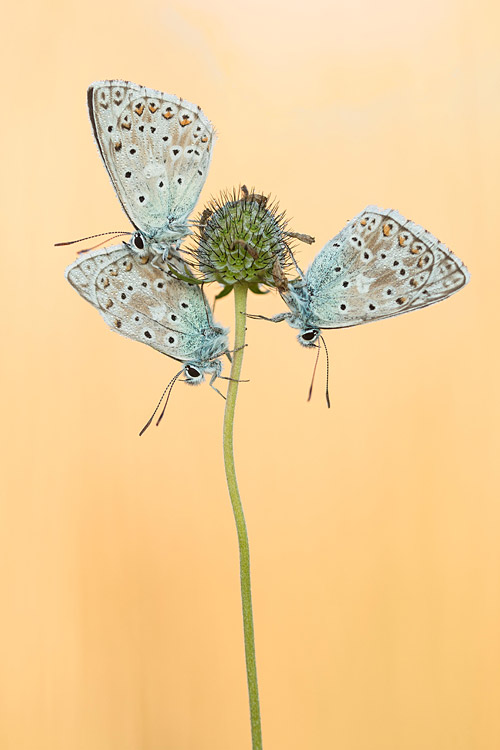 Bleke blauwtjes op duifkruid knop