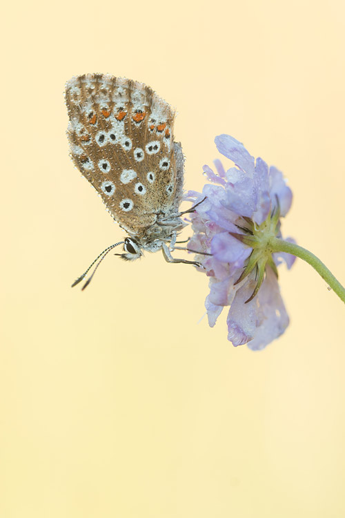 Vrouwtje Bleek blauwtje (Polyommatus coridon) op duifkruid