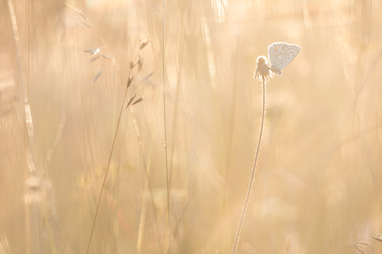 Bleek blauwtje (Polyommatus coridon) in gouden licht