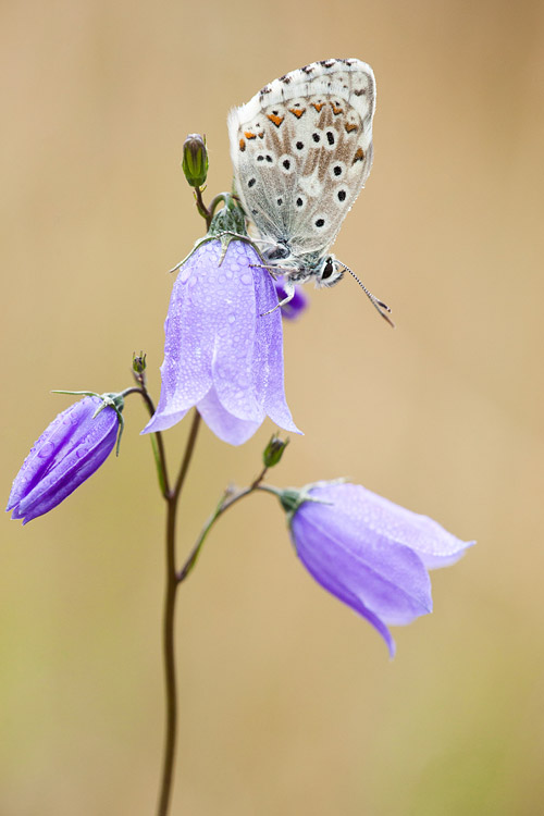 Bleek blauwtje (Polyommatus coridon) op grasklokje