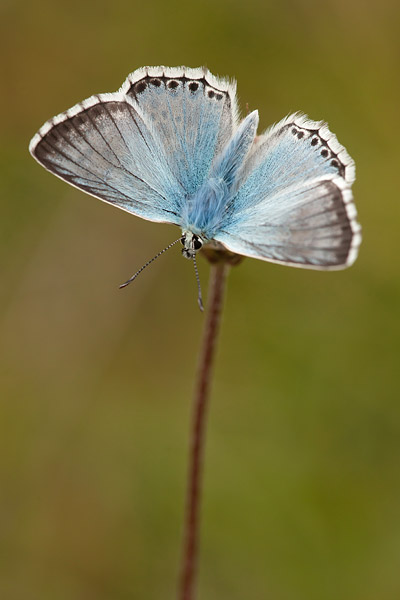 Bleek blauwtje (Polyommatus coridon)