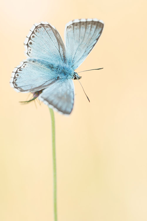 Bleek blauwtje (Polyommatus coridon) van de bovenzeide