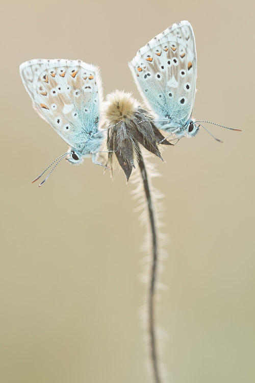 Bleke blauwtjes in de schaduw