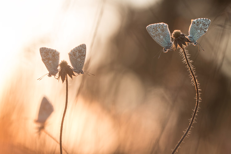 Bleke blauwtjes in het allerlaatste licht