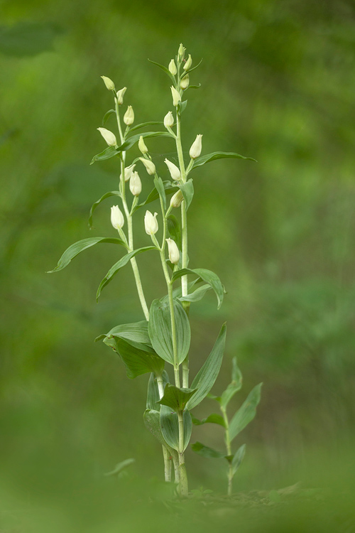 Bleek bosvogeltje (Cephalanthera damasonium) in zuid Limburg