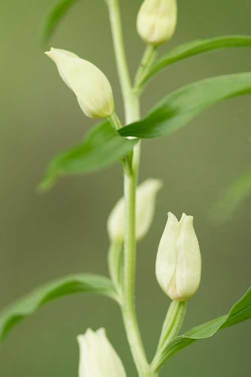 Close-up van het Bleek bosvogeltje (Cephalanthera damasonium) in zuid Limburg