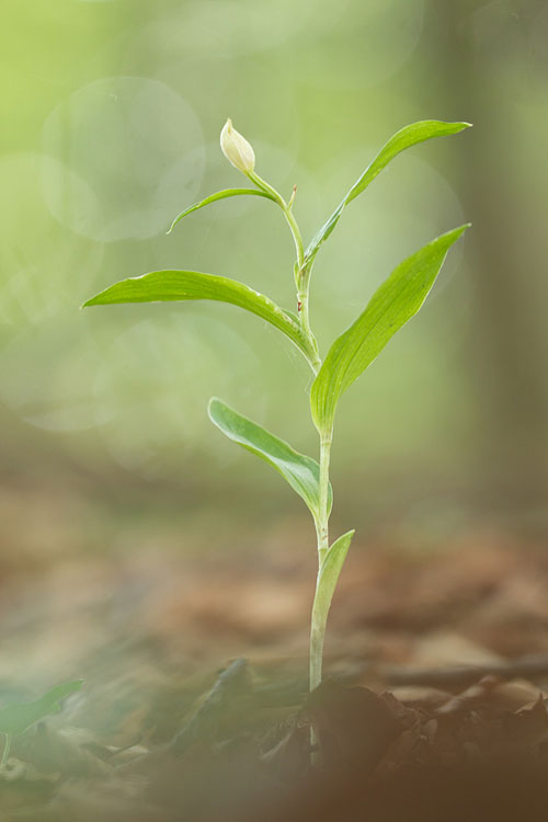 Klein exemplaar van het Bleek bosvogeltje (Cephalanthera damasonium) met 1 bloem