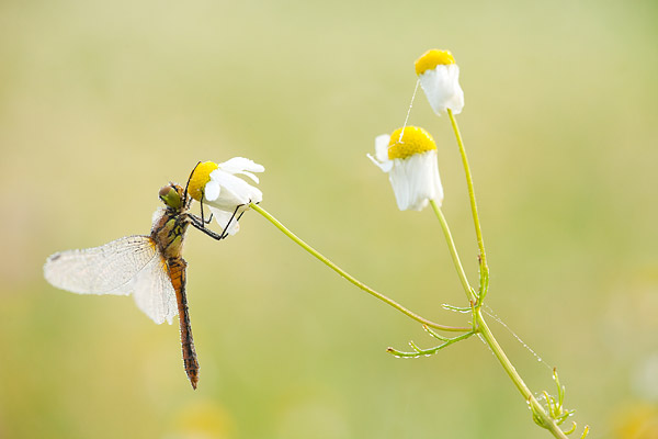 Bloedrode heidelibel (Sympetrum sanguineum) op echte kamille